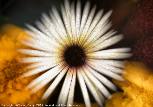 Mesmerizing Mesembryanthemum Picture Board by Trevor Camp