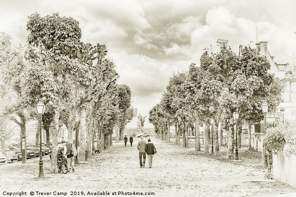 Enchanting Tree-Lined Avenue in France Picture Board by Trevor Camp