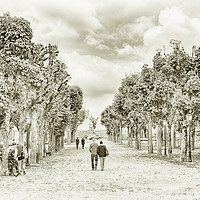 Buy canvas prints of Enchanting Tree-Lined Avenue in France by Trevor Camp