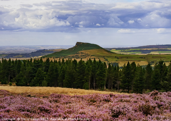 Roseberry Topping - ...Roseberry and Pines Picture Board by Trevor Camp