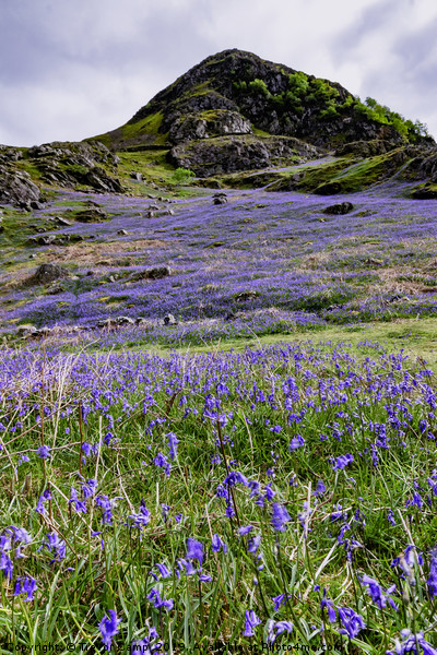 Rannerdale Bluebells - 01 Picture Board by Trevor Camp
