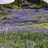 Buy canvas prints of Rannerdale Bluebells - 01 by Trevor Camp