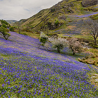 Buy canvas prints of Rannerdale Bluebells - 02 by Trevor Camp