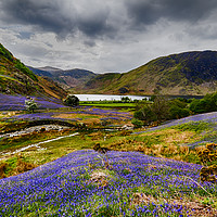 Buy canvas prints of Rannerdale Bluebells 03 by Trevor Camp