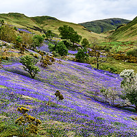 Buy canvas prints of Rannerdale Bluebells - 04 by Trevor Camp