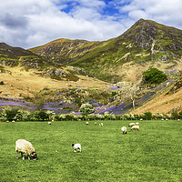 Buy canvas prints of Rannerdale by Trevor Camp