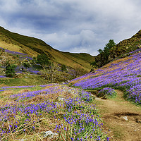 Buy canvas prints of Rannerdale Bluebells - 05 by Trevor Camp