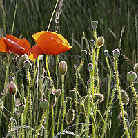 Buy canvas prints of Sunlit Poppies by Trevor Camp
