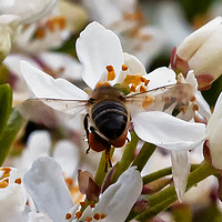 Buy canvas prints of Fully loaded Honey Bee by Trevor Camp