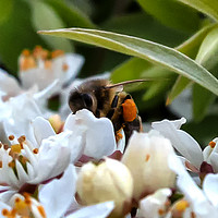 Buy canvas prints of Hard at work Honey Bee by Trevor Camp