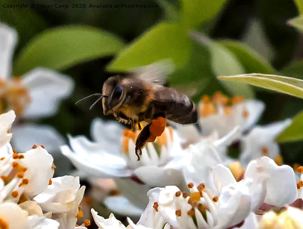 Working the Flowers - Honey Bee Picture Board by Trevor Camp