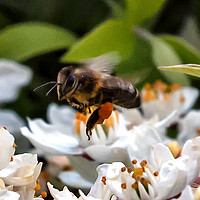 Buy canvas prints of Working the Flowers - Honey Bee by Trevor Camp