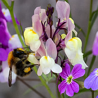 Buy canvas prints of Collecting Nectar by Trevor Camp