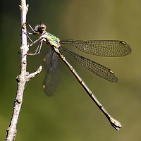 Buy canvas prints of Dragonfly by Trevor Camp