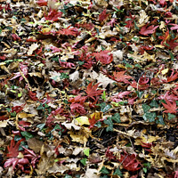 Buy canvas prints of Autumn's Colourful Carpet by Trevor Camp