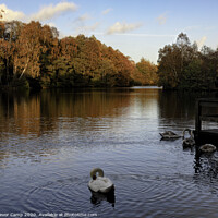 Buy canvas prints of On Golden Pond - pic 2 by Trevor Camp