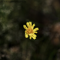 Buy canvas prints of Yellow Coreopsis Flower by Trevor Camp