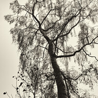 Buy canvas prints of The Tree by Trevor Camp