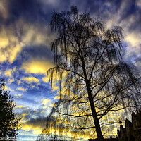 Buy canvas prints of Willow Tree Sunset by Trevor Camp