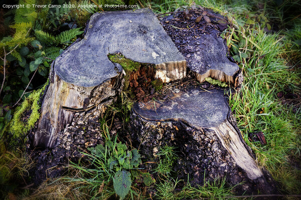 The Stump Picture Board by Trevor Camp