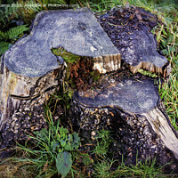 Buy canvas prints of The Stump by Trevor Camp