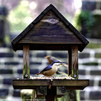 Buy canvas prints of Nuthatch and Robin by Trevor Camp