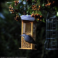 Buy canvas prints of Nuthatch at feeder by Trevor Camp
