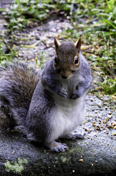 Grey Squirrel - 01 Picture Board by Trevor Camp
