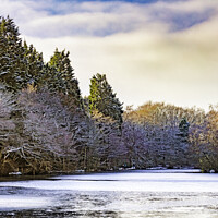 Buy canvas prints of Frozen Coppice Pond by Trevor Camp
