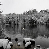 Buy canvas prints of Coppice Pond Snow - 01 by Trevor Camp