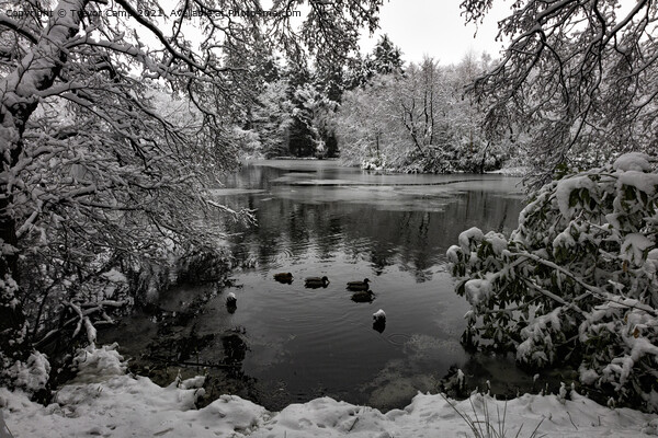 Coppice Pond Snow - 06 Picture Board by Trevor Camp