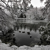 Buy canvas prints of Coppice Pond Snow - 06 by Trevor Camp