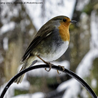 Buy canvas prints of Christmas Robin - 02 by Trevor Camp