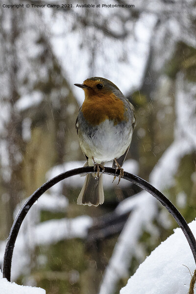 Christmas Robin Picture Board by Trevor Camp