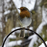 Buy canvas prints of Christmas Robin by Trevor Camp