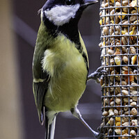 Buy canvas prints of Great Tit by Trevor Camp