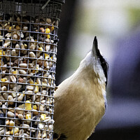Buy canvas prints of Nuthatch by Trevor Camp