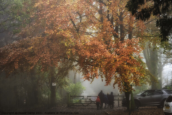 A Walk in the Autumn Mist Picture Board by Trevor Camp