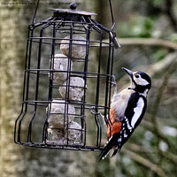 Buy canvas prints of Great Spotted Woodpecker - 01 by Trevor Camp