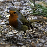 Buy canvas prints of Robin Red Breast - 01 by Trevor Camp