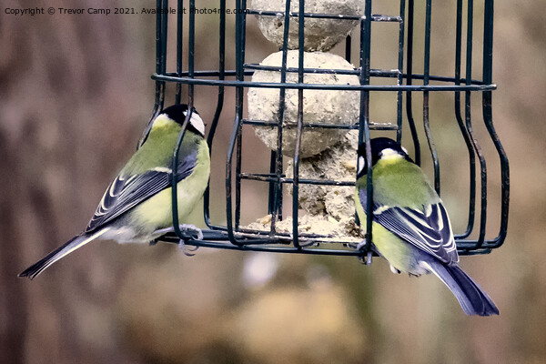 Great Tits feeding Picture Board by Trevor Camp