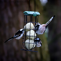 Buy canvas prints of Long Tailed Tits feeding - 01 by Trevor Camp
