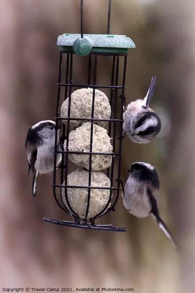 Long Tailed Tits feeding - 03 Picture Board by Trevor Camp