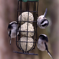 Buy canvas prints of Long Tailed Tits feeding - 03 by Trevor Camp