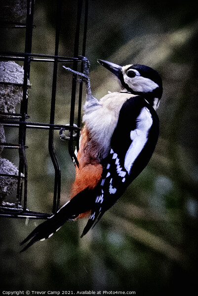 Great Spotted Woodpecker - 02 Picture Board by Trevor Camp