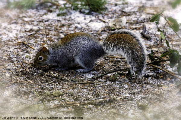 Grey Squirrel - 02 Picture Board by Trevor Camp