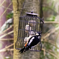 Buy canvas prints of The Peckish Woodpecker by Trevor Camp