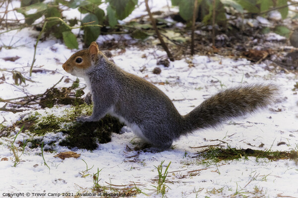 The Snow Squirrel Picture Board by Trevor Camp