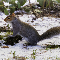 Buy canvas prints of The Snow Squirrel by Trevor Camp