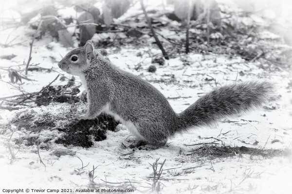 The Very Grey Squirrel Picture Board by Trevor Camp